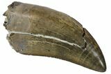 Serrated, Tyrannosaur Tooth - Judith River Formation #144833-1